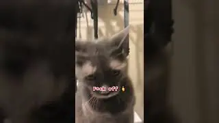 Shenanigans attacked the gorilla #cat #angrycat #animals #shenanigans #shorts