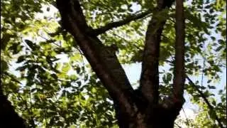 Kyoto's Cicadas (first video) / Цикады Киото (первое видео)