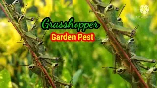 GRASSHOPPER ~ Garden  Pest