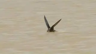 White-throated needletail swift ---Trailer  /  ハリオアマツバメ予告編