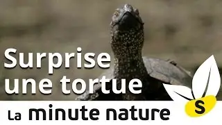 Ep.14: SURPRISE UNE TORTUE