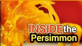 Get a Close Look at This Beautiful Autumn Fruit &mdash; PERSIMMON 🍊