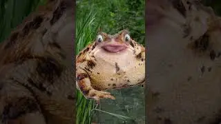 Fred the Frog #funny #comedy #funnyface #laugh #frog #frogs #frogvideo #funnyfaces #funnyfaces2022