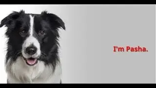 If Your Dog Chases Squirrels You Need This!