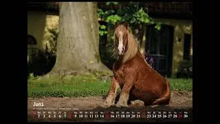 Kaltblutkalender 2025 Querformat mit Sonderaktion