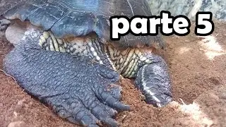 Mi tortuga cavando un nido con música de Minecraft de fondo - parte 5