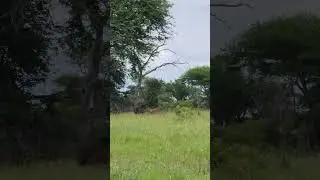 Lion couple, busy in the bush.  #cat #wildlife #africannationalpark #safari #africa #fyp