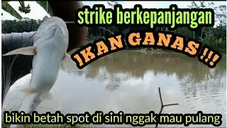 mancing ikan lundu babon di sungai besar umpan cacing hasilnya melimpah pakai tekhnik dasaran