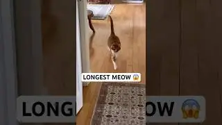 This Meow NEVER Ends 😹