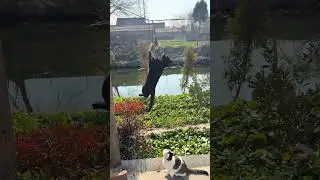 只有不努力的猫，没有做不成的事！