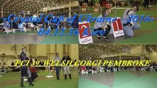 04.12.16 Выставка собак, Вельш Корги Пемброк, Киев/ Dog Show, Welsh Corgi Pembroke, Kiev