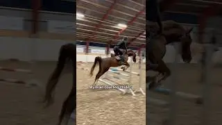 Does your brain count like this too? 🤯 #horse #horses #riding #equestrian #fun #showjumping #pferde