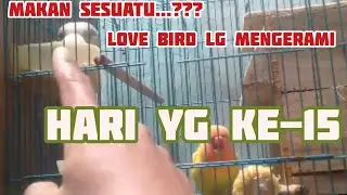 lovebird mengerami sering keluar glodok