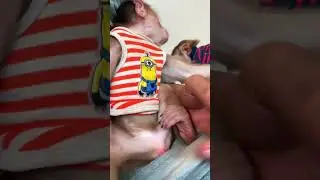 Monkey finds his forever peace with kind people ���� #MonkeyJoy #SafeLiving