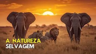 Mundo Animal - A Natureza Selvagem