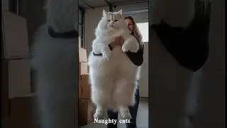 Funny Cats That Will Make Your Day Better 🐈#cat