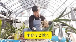 花後の君子蘭の植替え