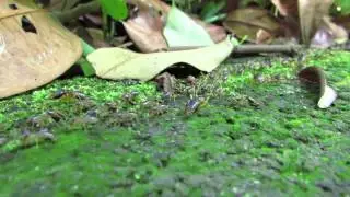 Macrotermes carbonarius (17May2013a)