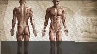 testosterone