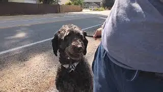 Clyde- sheep doodle: day 1 first walk