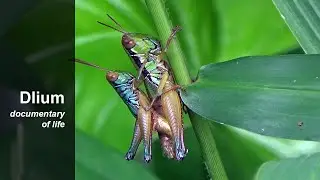 Kempiar (Caryanda spuria) - part 3
