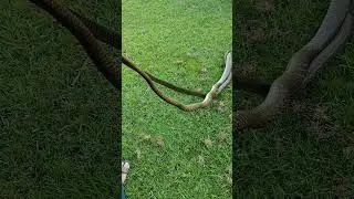 snake video national geographic ||ऐसी तेज रफ़्तार दी है कुदरत ने | |👉🐍😱