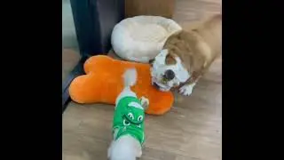 Funny Fat BullDog Stealing Bone 🦴 From Poor Poodle Like A Boss 🤣      #bulldog #poodle #fat #bully