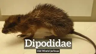 What is Dipodidae? | How to Say Dipodidae in English? | How Does Dipodidae Look?