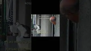 🤣🤣🤣 #юмор #прикол #мем #смех #смешно #funny #jokes #humor #shorts #shortvideo