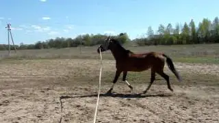MOV00804