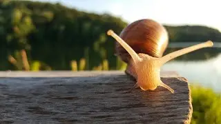 10 Pros and Cons of Snail Keeping🐌🌿⚠️
