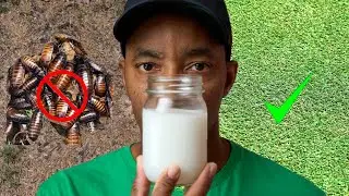 KILL Mosquitos, Roaches and other Bugs with NON-TOXIC Alternative
