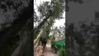 Tarnab farm peshawar  #traveler #nature #plantsnursery #windy #shorts