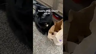 My cat's DNA results came back...