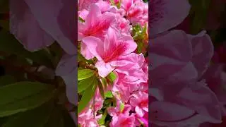 Most Beautiful Flowers in the world | Natural Flowers