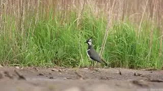 Urban Wildlife in Berlin / Kiebitz / lapwing / Vanellus vanellus