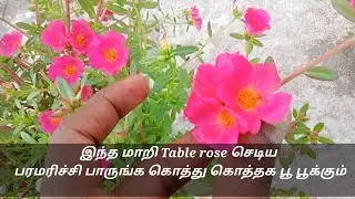 Table rose plants maintenance in Tamil/table rose செடி வளர்ப்பு மற்றும் பராமரிப்பு தமிழ்