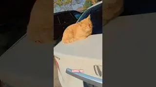 Boss cat enjoying sunlight on car 🚗☀️😺||#CatReel #CuteCat #SunbathingCat
