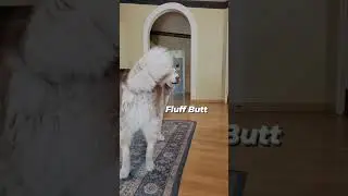 Fluff Butt #shorts