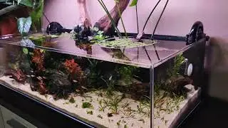Shallow Tank feeding time! 