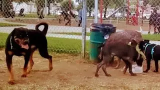 Rottweiler Is Fearless When Approaching Strange Man At Dog Park