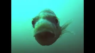 How Friendly Are UK Wrasse