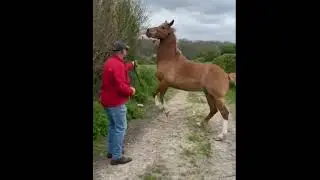 From Fear to Friends: The Amazing Transformation of a Horse Around Cows