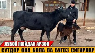 СУТДОР ОНА БОЛА ВА БУГОЗ СИГРЛАР САРВАРБЕК   30- ЯНВАРЬ