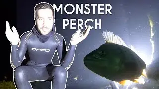 MONSTER PERCH ENCOUNTER - Night Free Diving with Stockholm Apnea