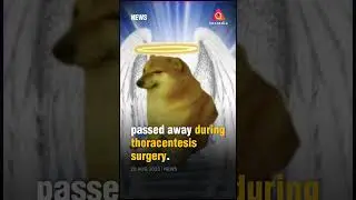 Internet mourns death of Cheems, the meme dog
