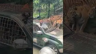 #india #biggest #forest #madhyapradesh #area of 77,493 Km in forest #tigerstreak #like #live #views