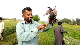 murgabi ka shikar |goose hunting|expert hunter| مرغابی کا شکار کیسے کرتے ہیں