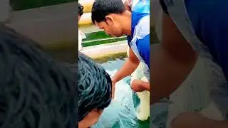 fish spawn harvesting