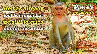 OMG!! The orphan monkey Dustin always cries out for his mom Diamond, cuz he misses the mom so much!!